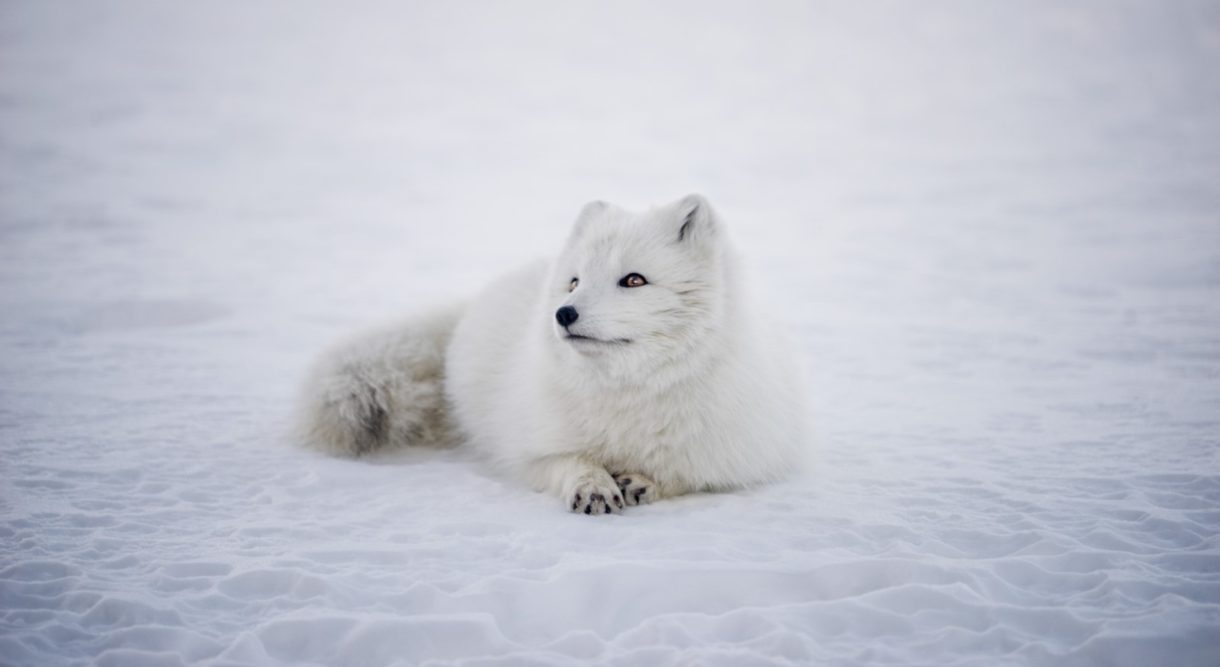 ¿Por qué este zorro ártico ha viajado 3500 kilómetros?