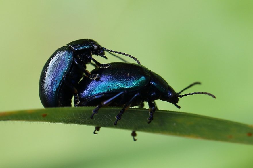 Escarabajo Azul