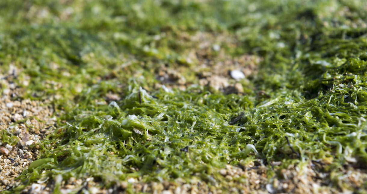 <em>Rugulopterix okamurae</em>, la alga asiática que amenaza Andalucía