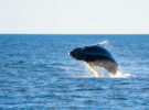 Canarias quiere evitar que las ballenas mueran al chocar con los barcos