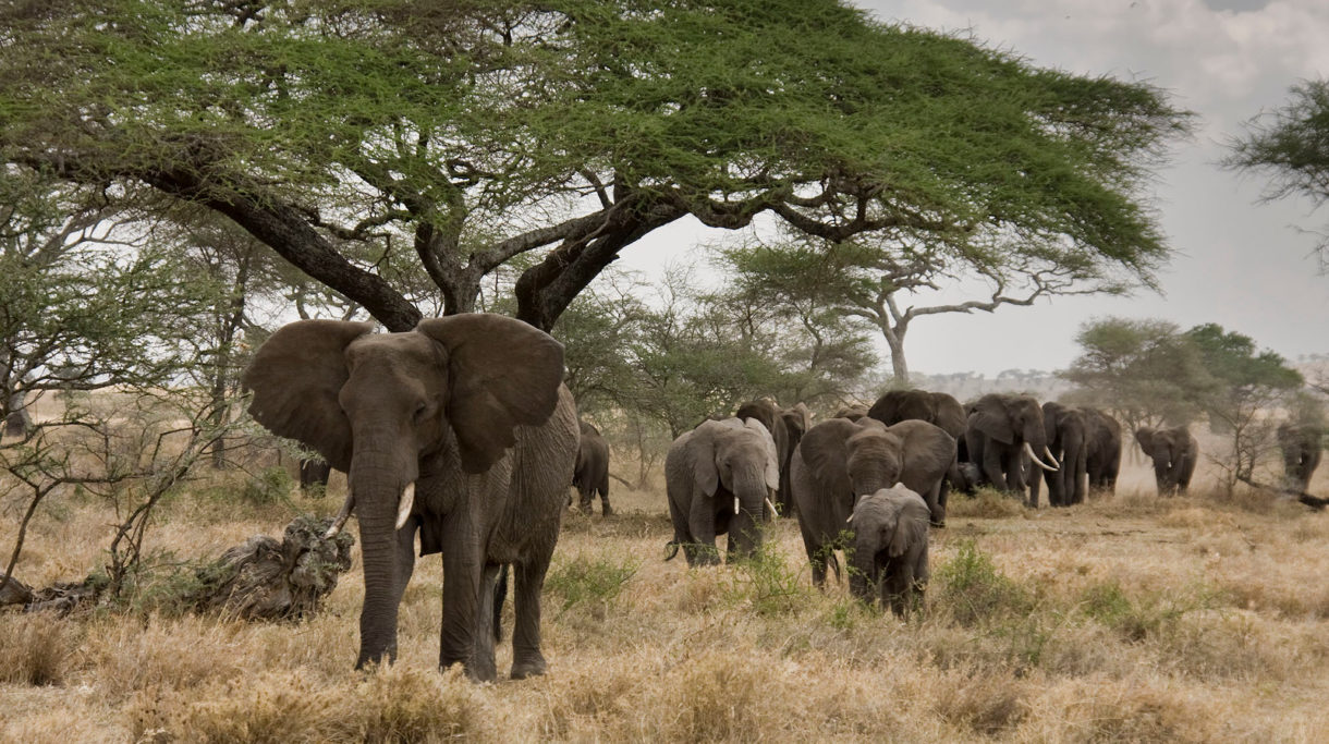 Puestas en marcha las primeras medidas para prohibir la venta de elefantes a zoológicos