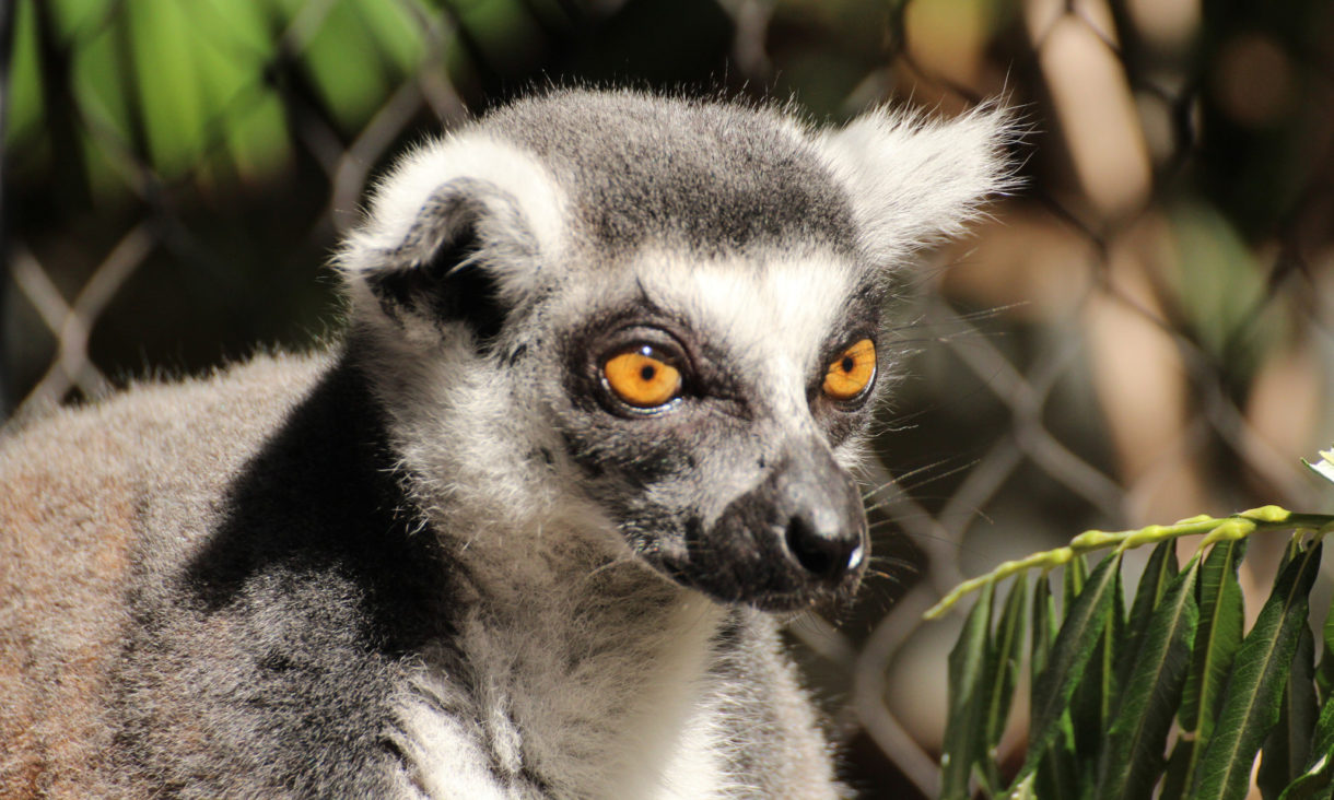 Los animales no logran adaptarse a los cambios provocados por el cambio climático