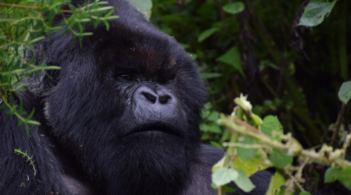 Fallece Trudy, una gorila cautiva desde 1957