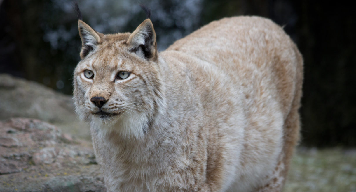 Nace, por primera vez en 100 años, el primer lince boreal en Món Natura Pirineus