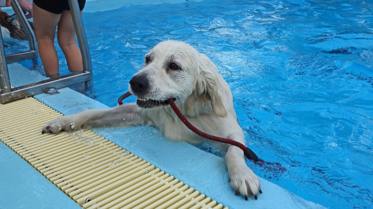 Normas para perros en las piscinas para animales