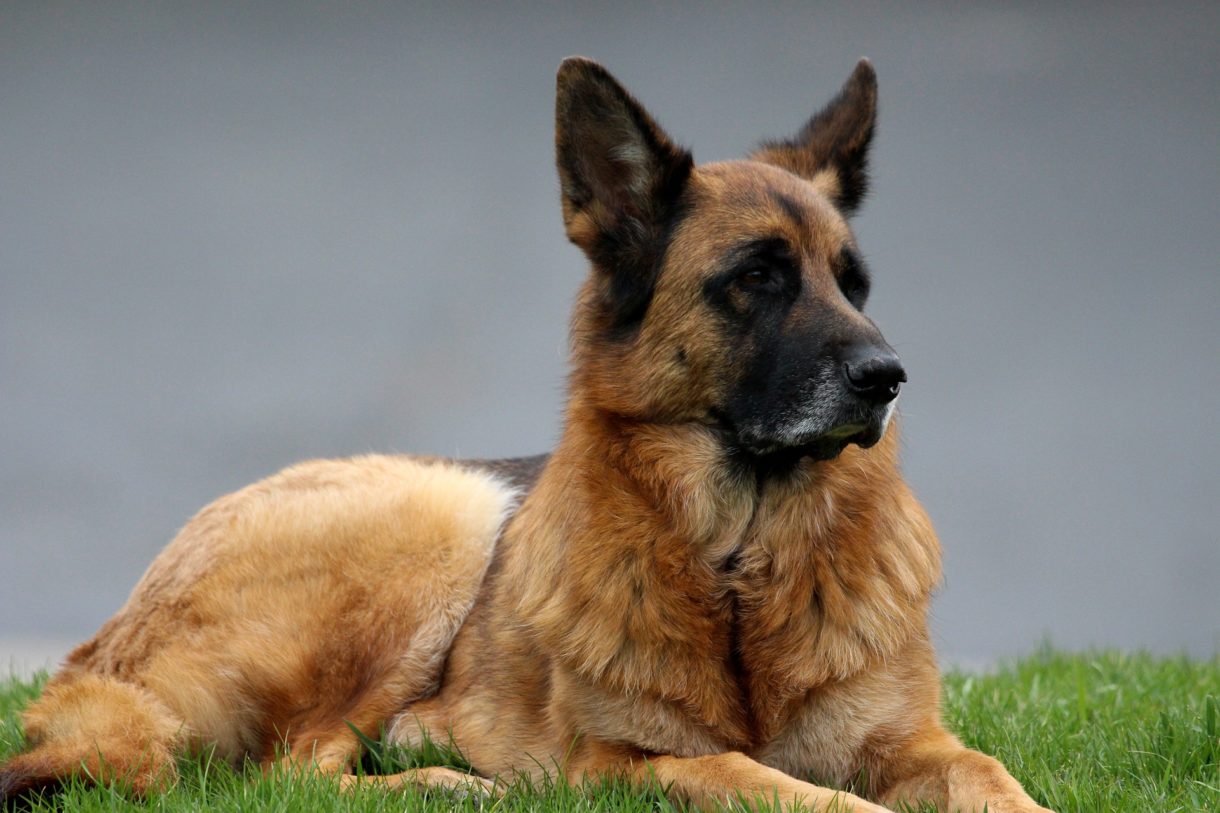 Cuidados a la hora de adoptar un perro