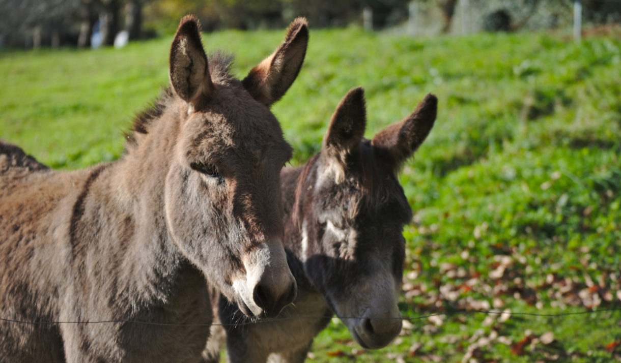 En California ofrecen 45000 euros por saber quién ha matado a 40 burros