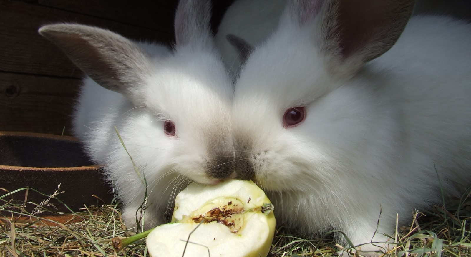Можно ли кроликам клубнику. Яблочные кролики. Кролик с яблоками. Крольчата фото. Кролик сельскохозяйственное животное.