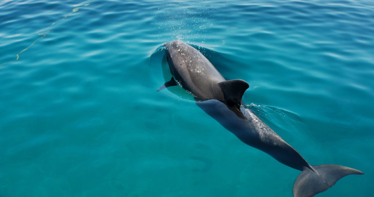 Cada vez mueren más delfines en Ceuta: ya van 20 y no se sabe el motivo
