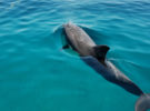 Cada vez mueren más delfines en Ceuta: ya van 20 y no se sabe el motivo