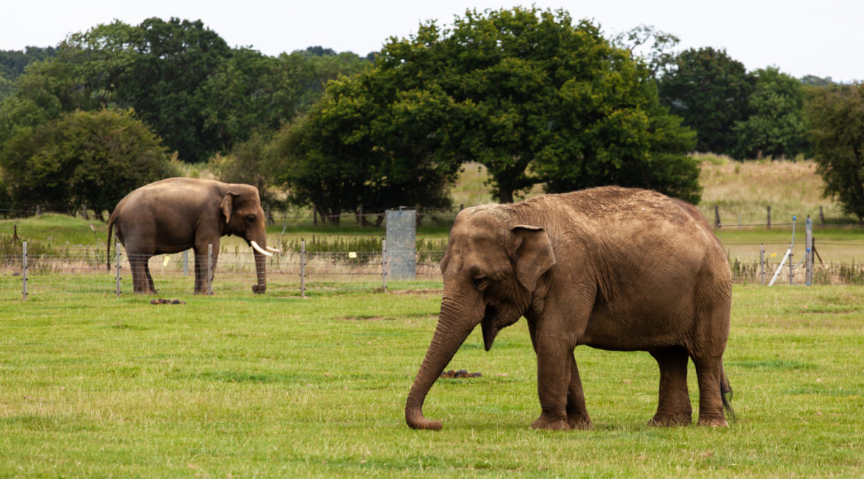 El hambre en los elefantes provoca ataques, y cada vez son más peligrosos