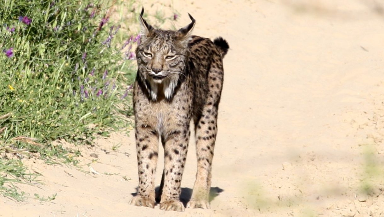 Los linces ayudan a que aumente la población de otros animales en Extremadura