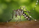 Los mosquitos se han convertido en los insectos más mortíferos del planeta