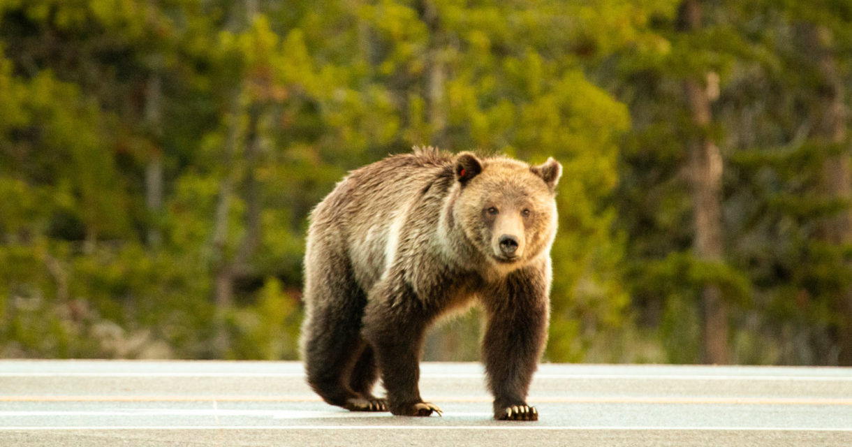 Multan a un canadiense por dar de comer a osos salvajes