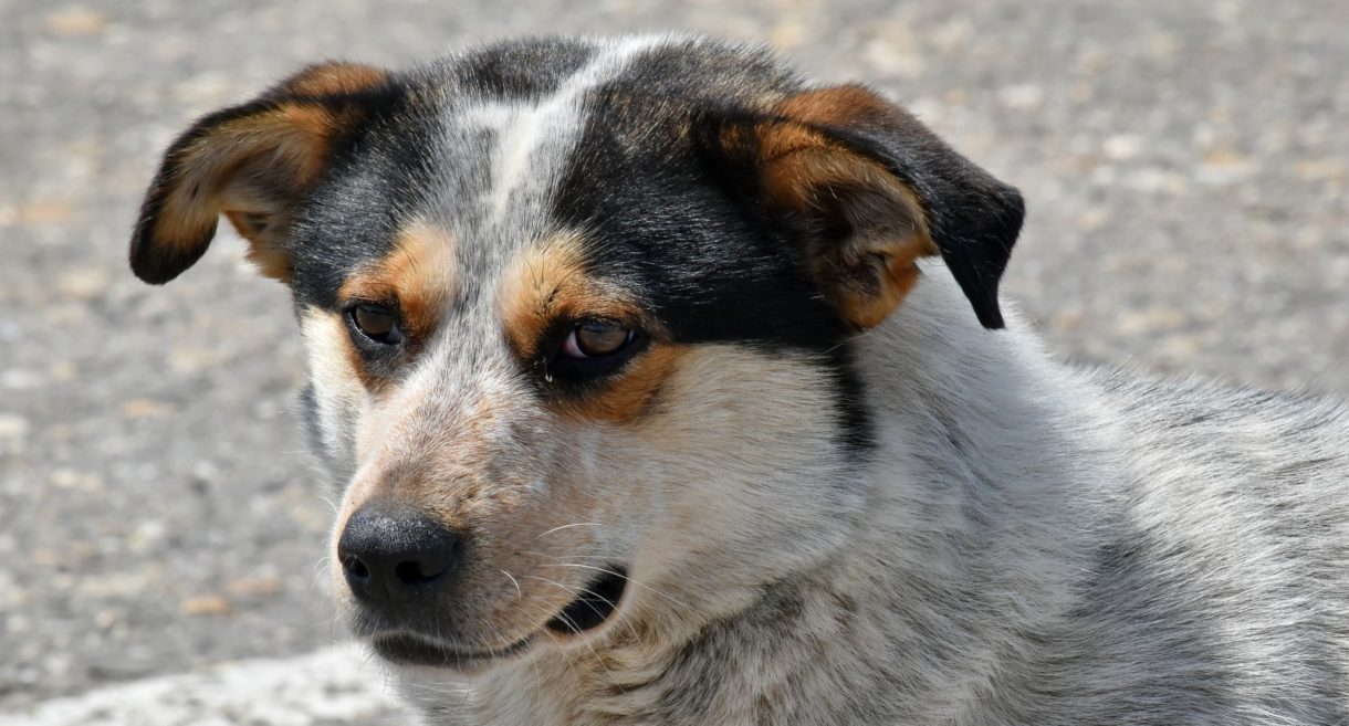 ¿Por qué algunos perros pueden tener diabetes con más facilidad?