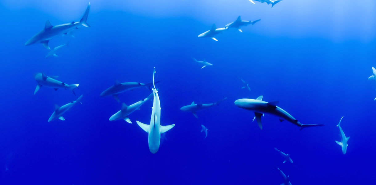 Hay tiburones que visitan Galicia, y que tienen miedo