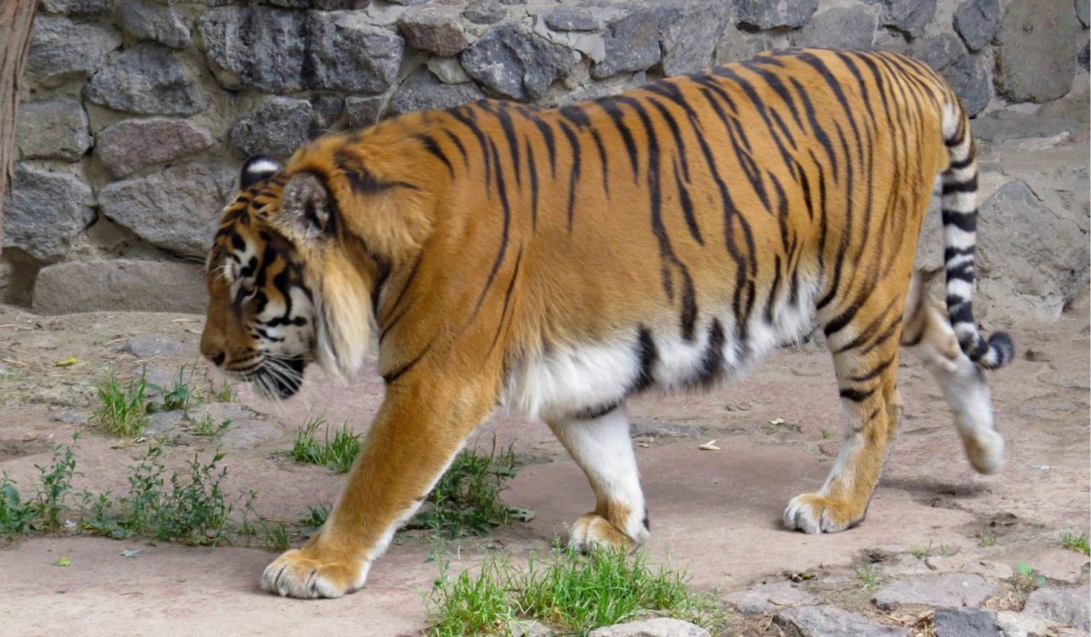 Fueron rescatados, pero 86 de estos tigres ya han fallecido