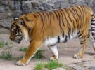 Fueron rescatados, pero 86 de estos tigres ya han fallecido