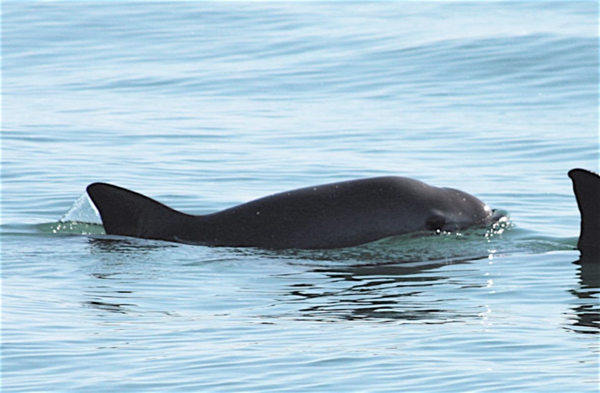 Las vaquitas marinas están a punto de extinguirse