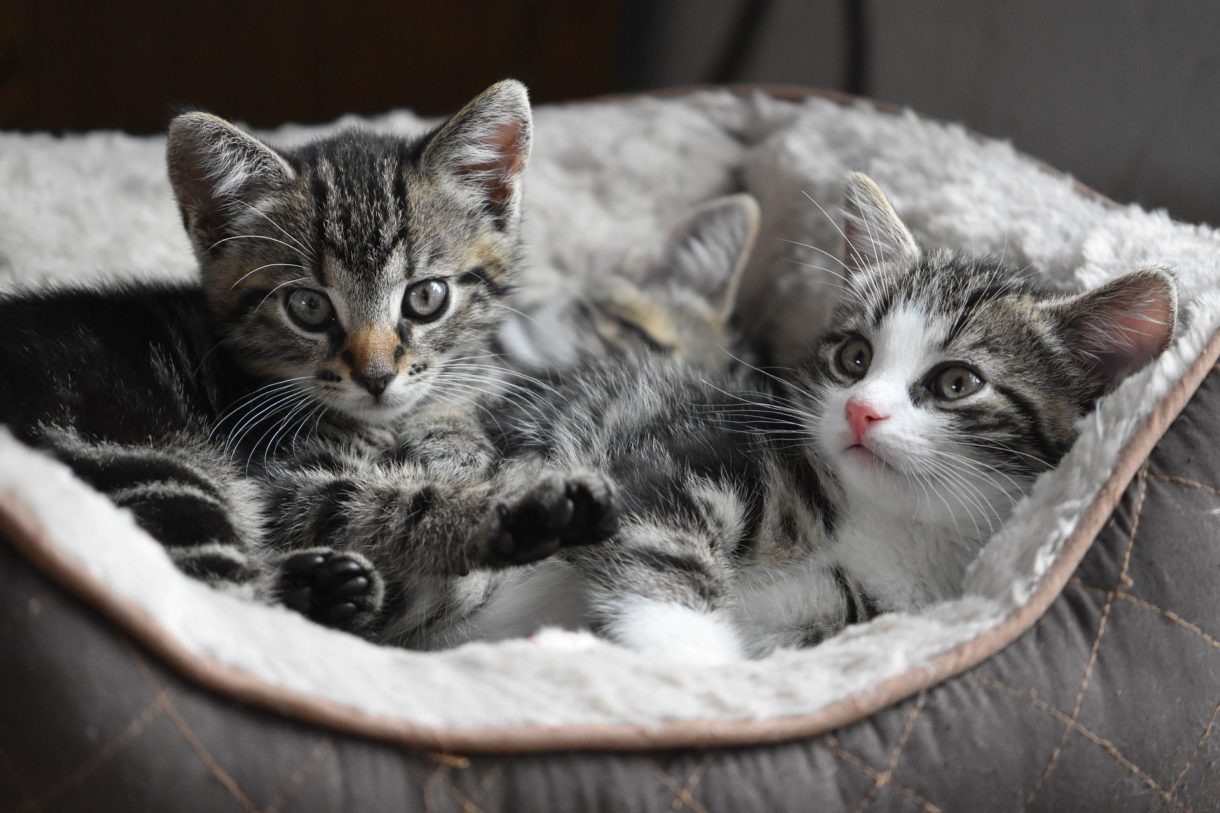 Cómo alimentar a los gatitos correctamente