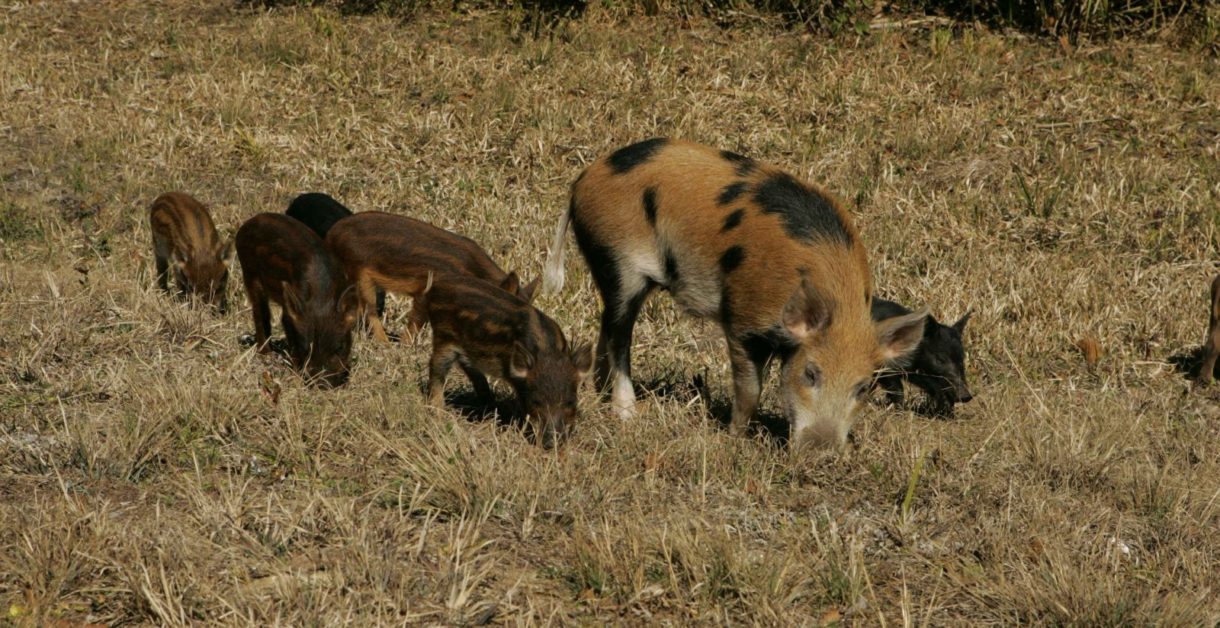 La Xunta permite la caza de jabalíes en un total de 30 municipios