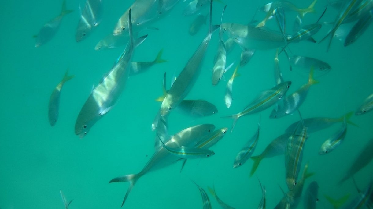 Las lluvias de Murcia acaban con la vida de miles de peces