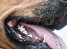 ¿Por qué los perros adultos pierden los dientes?