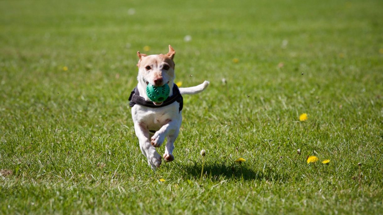 Antioxidantes, un elemento fundamental para los perros