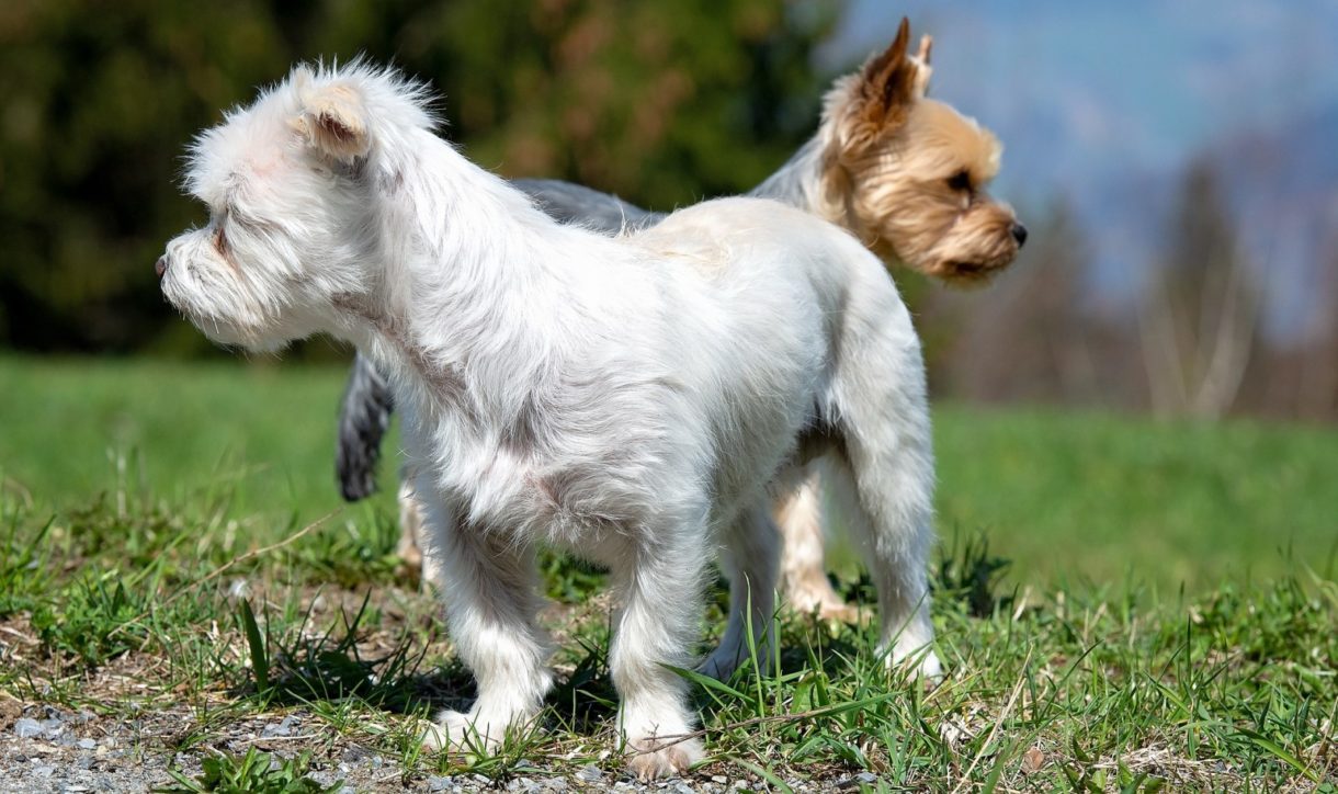 ¿Qué debo hacer si mi perro se come las heces?