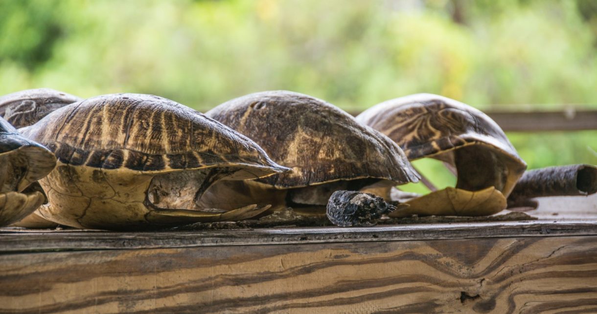 Tortugas aparecen cubiertas de petróleo en Brasil… Y no se sabe la causa