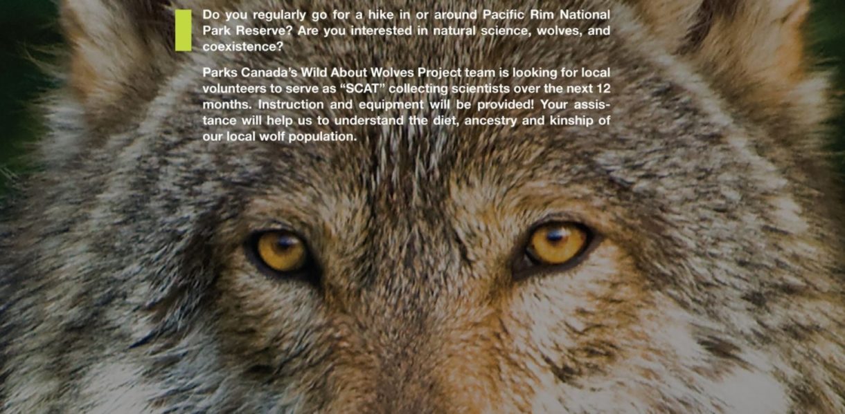 Canadá busca voluntarios para recoger excrementos de lobo