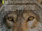 Canadá busca voluntarios para recoger excrementos de lobo