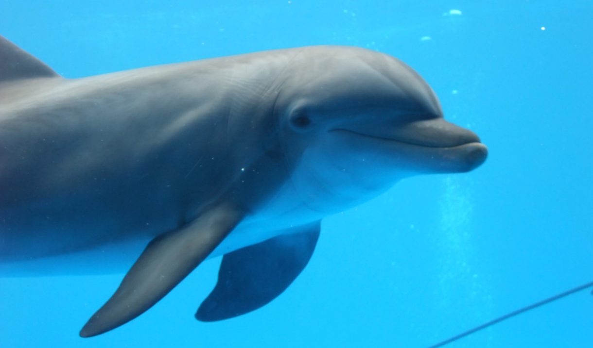 Muere Anak, un delfín que vivía en el zoo de Barcelona