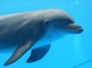 Muere Anak, un delfín que vivía en el zoo de Barcelona