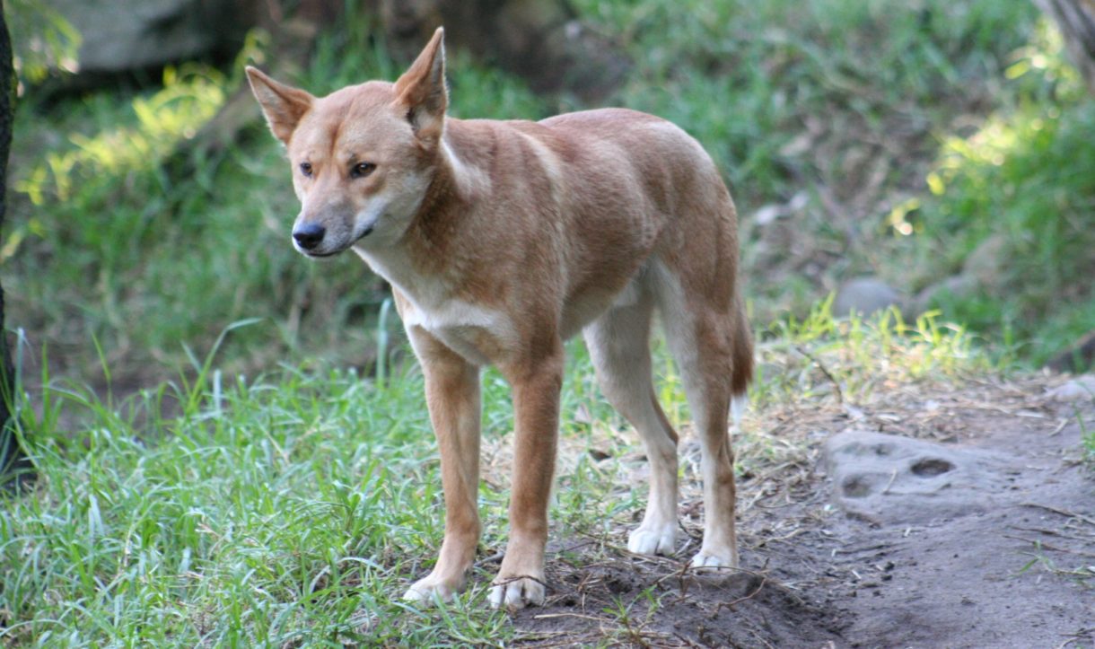 Wandi, lo que en un principio era un perro es en realidad un dingo