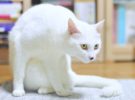 ¿De dónde viene la sordera de algunos gatos blancos?