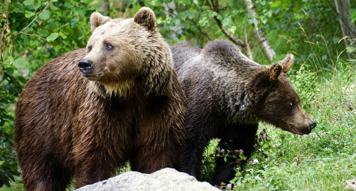 El oso pardo vuelve a Galicia