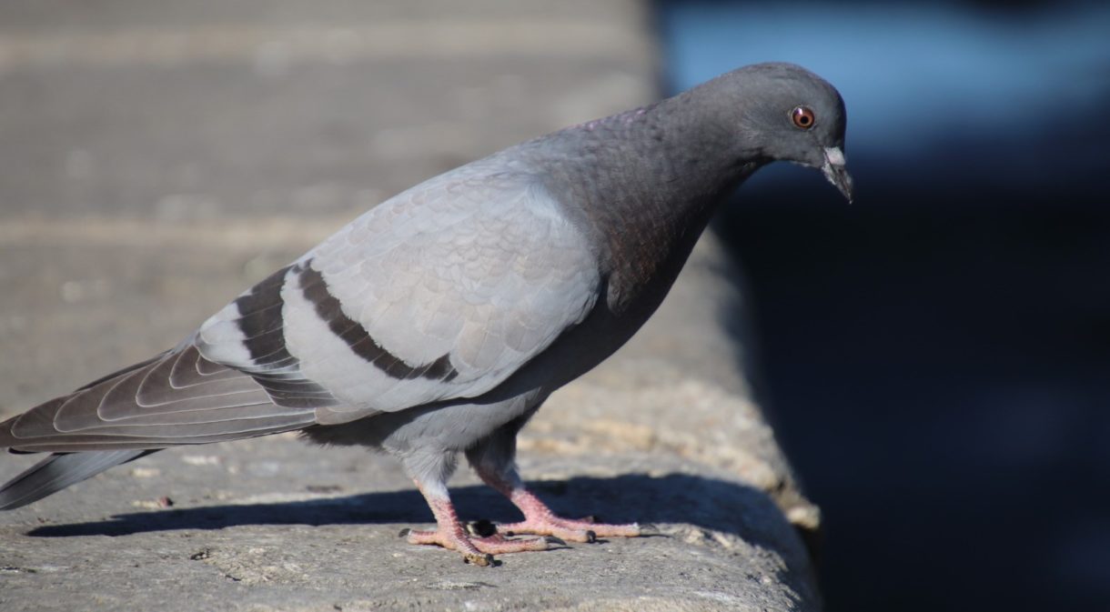 Usan Nicarbazina para controlar la población de palomas, pero ¿es legal?