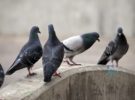 Usan Nicarbazina para controlar la población de palomas, pero ¿es legal?