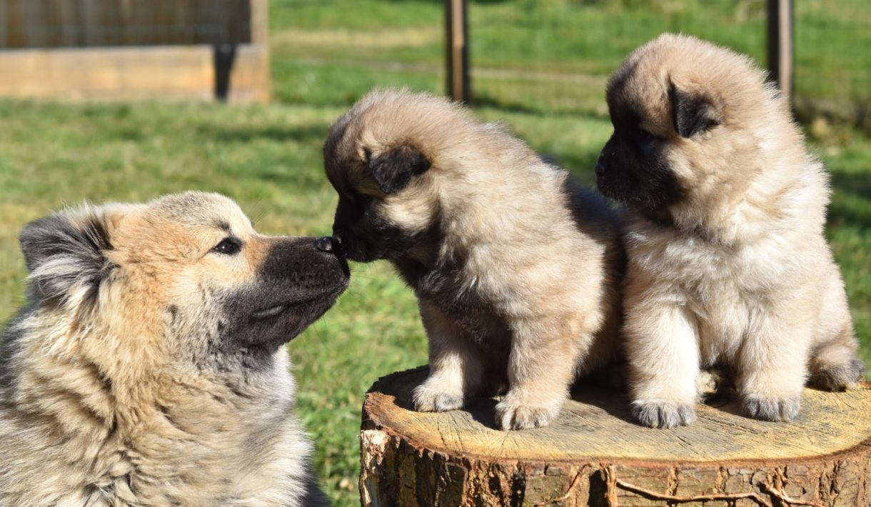 Cómo detener la diarrea en perros