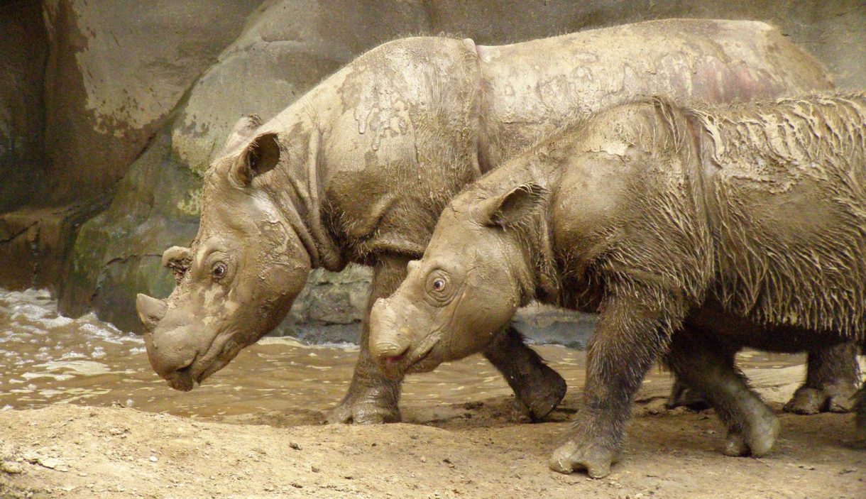 Fallece el último rinoceronte de Sumatra de Malasia