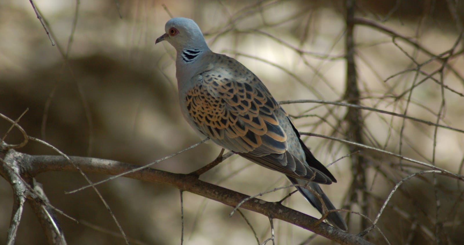 La Fiscalía quiere prohibir la caza