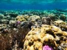 Poniendo altavoces en los arrecifes de coral muertos para resucitarlos