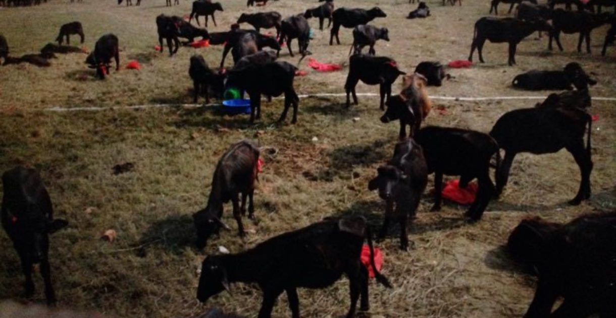 Las protestas en Nepal ayudan a que haya menos sacrificios en el Festival Gadhimai