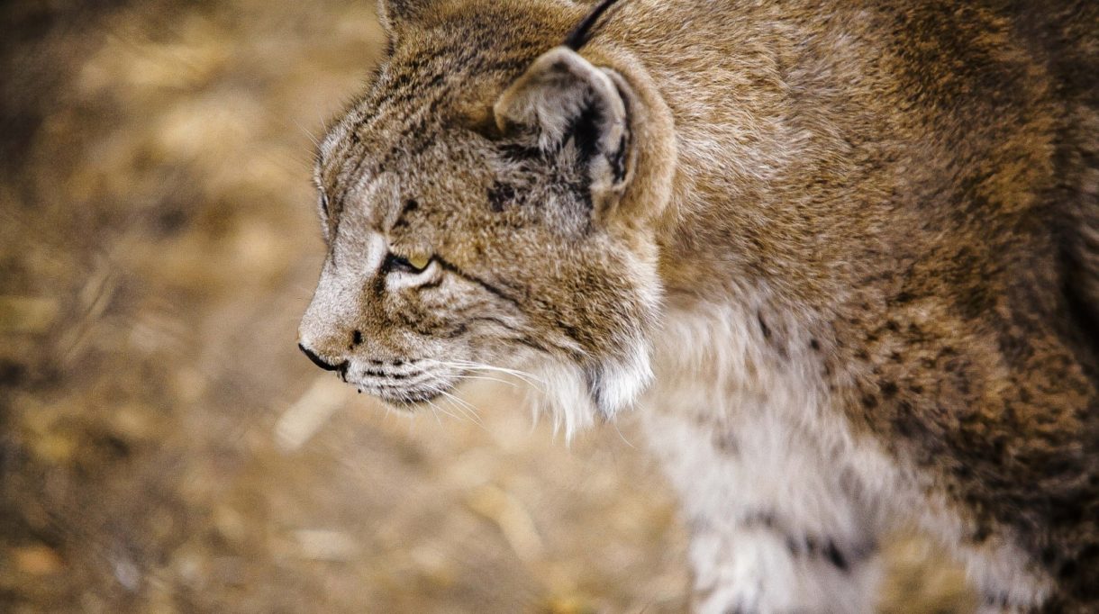 El lince ibérico se sigue recuperando