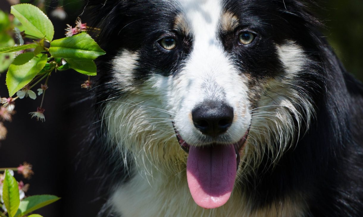 ¿Por qué los perros inclinan la cabeza cuando les hablamos?