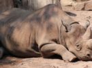 Nochebuena, el día en el que nació una cría de rinoceronte negro