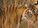 WWF afirma que los tigres de Malasia podría extinguirse en dos o tres años