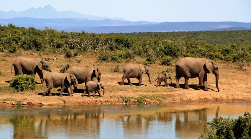 Elefantes Sudafrica