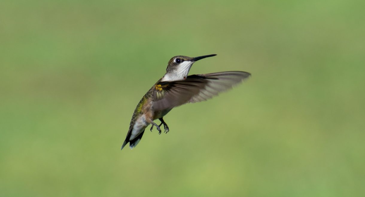 México crea jardines para recuperar al colibrí